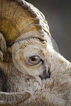 Rocky Mountain Bighorn Sheep (Ovis canadensis)