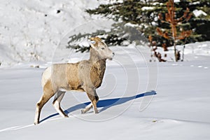 Rocky Mountain Bighorn Sheep (Ovis canadensis)