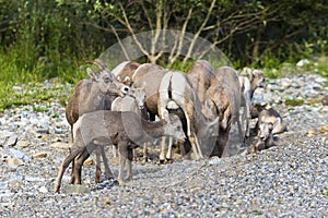 Rocky Mountain Bighorn Sheep (Ovis canadensis)