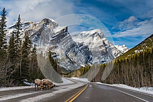 Rocky Mountain Bighorn Sheep Ovis canadensis