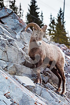 Rocky Mountain Bighorn Sheep Ovis canadensis