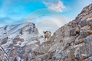 Rocky Mountain Bighorn Sheep Ovis canadensis