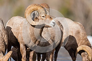 Rocky Mountain Bighorn Sheep Ovis canadensis