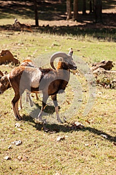 Rocky Mountain Bighorn sheep Ovis canadensis californiana with large horns