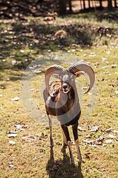 Rocky Mountain Bighorn sheep Ovis canadensis californiana with large horns
