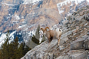 Rocky Mountain Bighorn Sheep Ovis canadensis