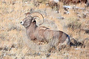 Rocky Mountain Bighorn Sheep ram in grass