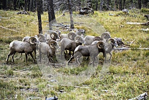 Rocky Mountain Bighorn Sheep Rams