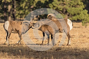 Bighorn Sheep Rams in Rut