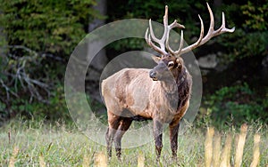 Rocky Mountain Bull Elk