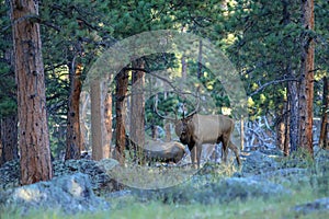 Rocky Mountain Bull Elk in forest during the autumn rut