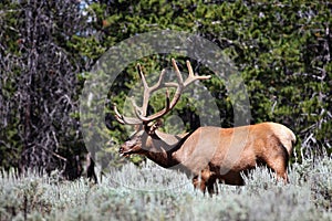 A Rocky Mountain Bull Elk in Grand Teton National Park.