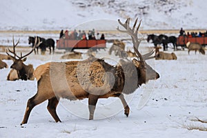 Rocky Mountain Bull elk in winter snow in front of sleigh ride