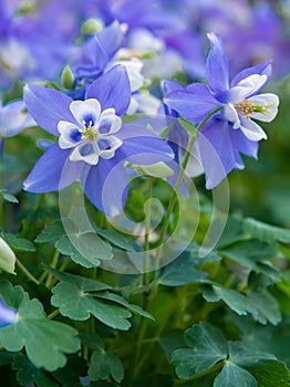 Rocky Mountain columbine Aquilegia caerulea long spurred blue and white flower
