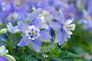 Rocky Mountain columbine Aquilegia caerulea long spurred blue and white flowers