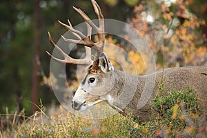 Rocky Mountain Deer