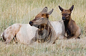 Rocky Mountain Elk