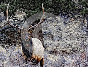 Rocky mountain elk