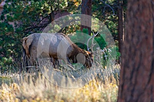 Rocky Mountain Elk browsing on vegetation