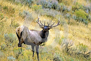 Rocky Mountain Elk Bull   62111