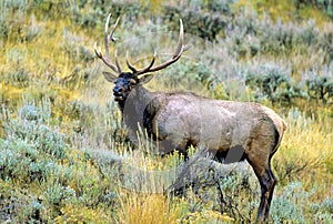 Rocky Mountain Elk Bull   62112