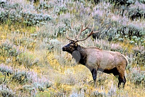 Rocky Mountain Elk Bull   62115