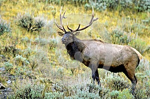 Rocky Mountain Elk Bull   62118