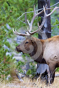 Rocky Mountain Elk Bull  704879