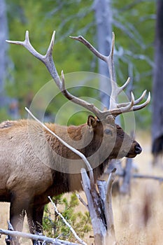 Rocky Mountain Elk Bull  704883