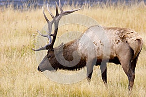 Rocky Mountain Elk Bull   705208