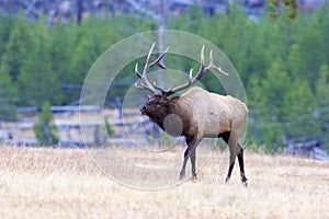 Rocky Mountain Elk Bull   705396