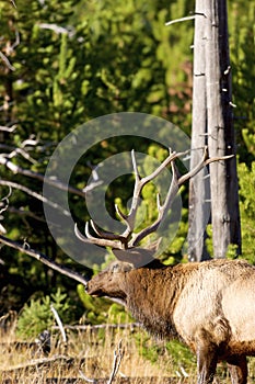 Rocky Mountain Elk Bull  705404