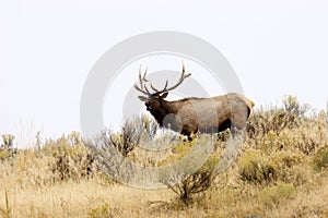 Rocky Mountain Elk Bull   705450