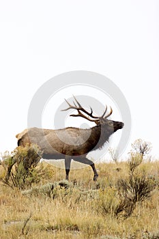 Rocky Mountain Elk Bull   705461