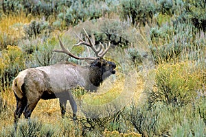 Rocky Mountain Elk Bull Bugles   62101