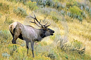 Rocky Mountain Elk Bull Bugles   62103