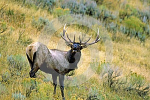 Rocky Mountain Elk Bull Bugles   62105