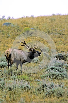 Rocky Mountain Elk Bull Bugles   62108