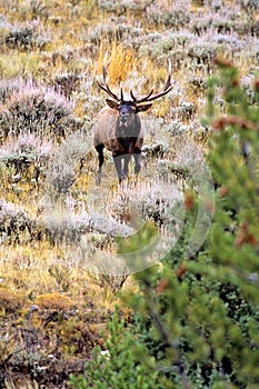 Rocky Mountain Elk Bull Bugles  62520