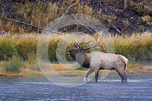 Rocky Mountain Elk Bull Bugles  705234