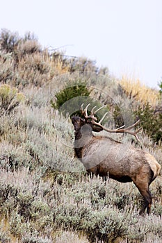 Rocky Mountain Elk Bull Bugles  705465