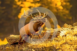 Rocky Mountain Elk bull bugles in Rocky Mountains