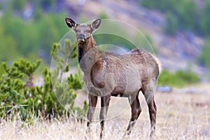 Rocky Mountain Elk Bull Calf  705207