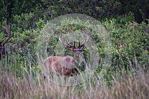Rocky Mountain Elk Bull, Wapiti photo