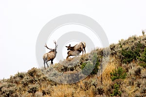 Rocky Mountain Elk Calf Nurses  705440