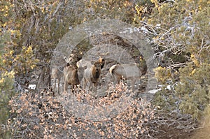 Rocky Mountain Elk calves curiously, but leery peering through the cedars photo