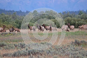 Rocky Mountain elk Cervus canadensis nelsoni 12