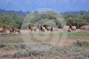 Rocky Mountain elk Cervus canadensis nelsoni 12 photo