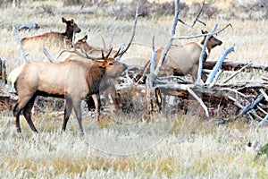 Rocky Mountain Elk in the fall rut