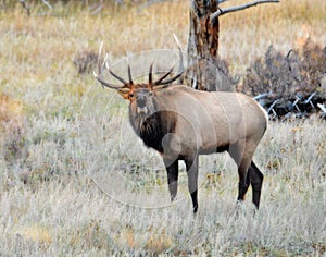 Rocky Mountain Elk in the fall rut